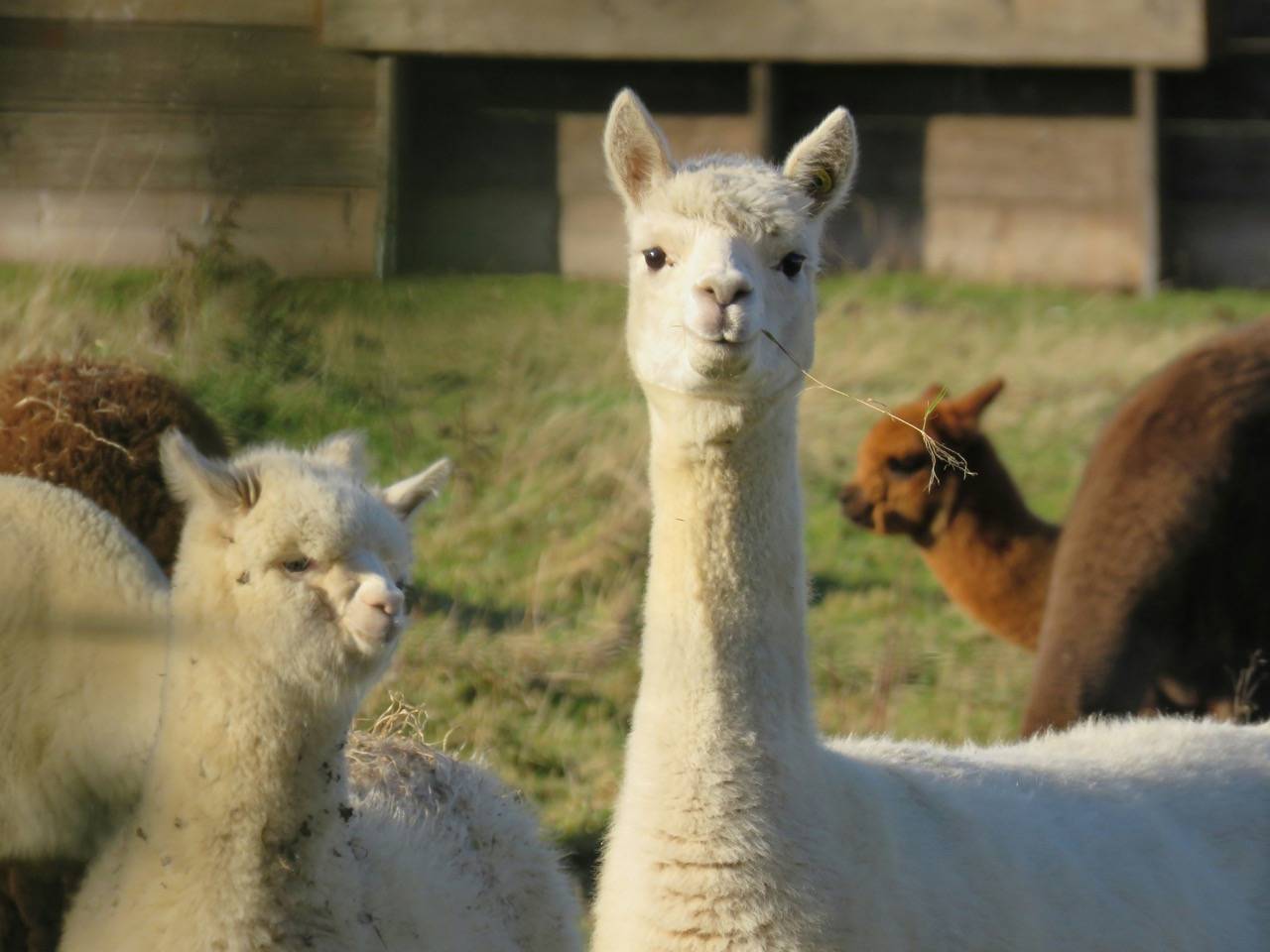 Randonnée avec lamas en Ariège près du camping Le Pré Lombard, expérience insolite et familiale au cœur des Pyrénées.