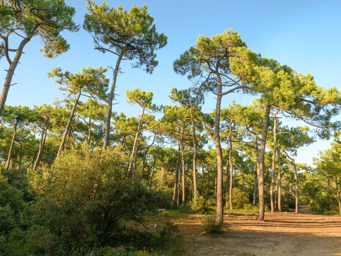 Saint-Gilles-Croix-de-Vie Saint-Hilaire-de-Riez Forêt Domaniale Camping Le Pin Parasol Vendée