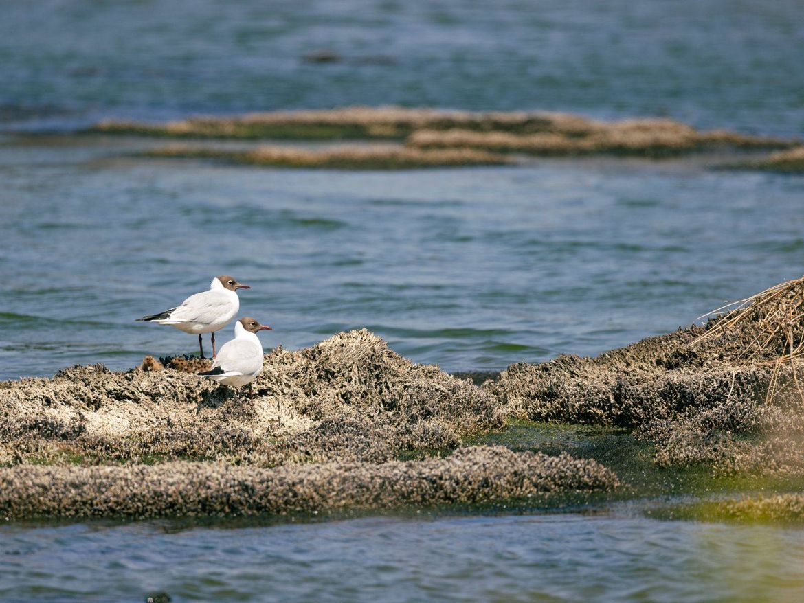 Noirmoutier Barbâtre Camping Le Pin Parasol Vendée Océan OIseaux