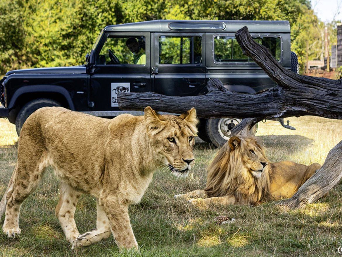 Planète Sauvage Safari Camping Le Pin Parasol Vendée