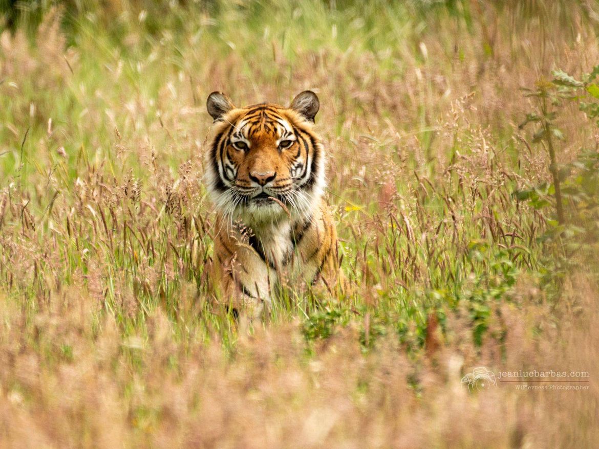 Planète Sauvage Tigre Camping Le Pin Parasol Vendée