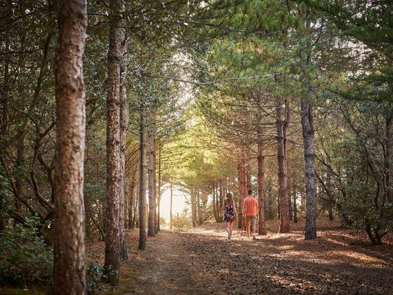 Notre Dame de Monts Forêt Camping Le Pin Parasol Vendée