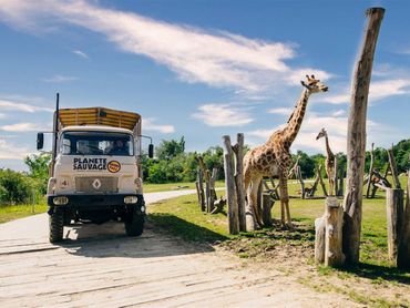 Planète Sauvage Raid Safari Girafe Camping Le Pin Parasol Vendée